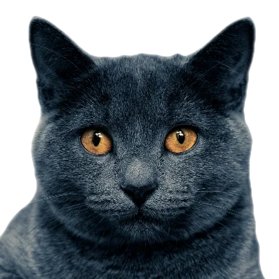 Kot Brytyjski Krótkowłosy