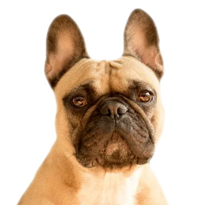 Buldog Francuski