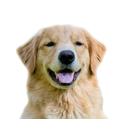Golden Retriever