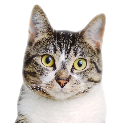 Dachowiec / Kot mieszaniec