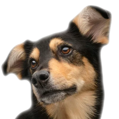 Mieszaniec / Kundelek