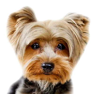Yorkshire Terrier